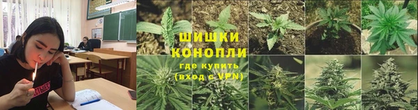прущие грибы Аркадак